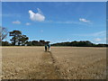 Footpath to Farthing Common