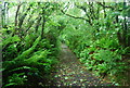 SX7842 : Ferns line the path (byway) by N Chadwick