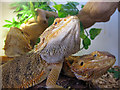 Bearded Dragons