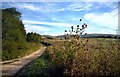 Track by Godlingston Wood