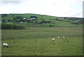 Sheep grazing rough pasture