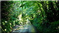 Leafy tunnel