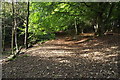 Woodland trail at Witton Park