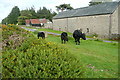 Cattle at Haytor Vale