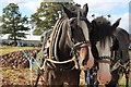 Shire horses at rest