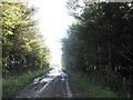 Wet track through the woods