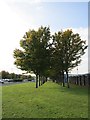 Trees, Forthbank Stadium