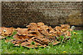 Fungus Near Fulham Palace, London