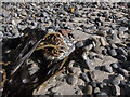 NF6906 : Kelp on a stone by Hugh Venables