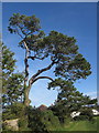 Pine tree, Armada Park