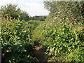 Overgrown path to Barton Lane