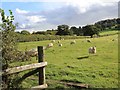 Sheep on Meon Hill