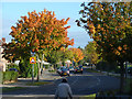 Autumn colour on The Mall