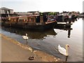 SO8553 : Swans in Diglis Basin by Christine Johnstone