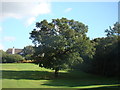 Oak tree in the middle of the golf course