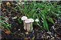 Mushrooms and sedges in Kenwick Park Woods