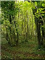 The Hazels, Fetcham: a coppiced hazelwood