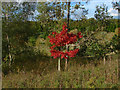 Quercus coccinea