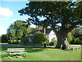 Ancient tree on The Green at Leigh