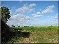 Sugar beet crop by Flordon Hall