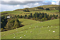 Sheep above the Rheidol gorge, below Ponterwyd