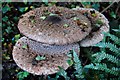 TQ8290 : Parasol mushrooms by John Myers