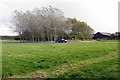 Silvery trees by Old Farm