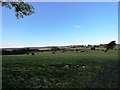 NZ1247 : Grazing pastures north of Newbiggin Lane by Robert Graham