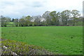 Pasture at Bryngwyn