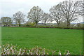 Pasture at Llwynderi Farm