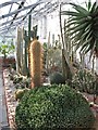 Succulents in Torre Abbey Gardens