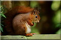 TQ3643 : Frightened Squirrel by Peter Trimming