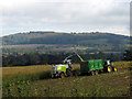 Maize harvest (1)