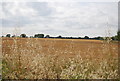 Wheat field, Canewdon Rd