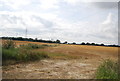 Farmland south of Canewdon Rd