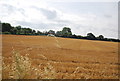 Wheat field, Canewdon Rd