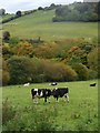 Gwartheg yn nyffryn Afon Ganol / Cattle in the Afon Ganol valley