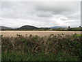 Potato field off Corcreaghan Road