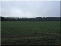 Farmland near Netherwitton