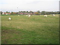 Sheep grazing at Garton on the Wolds