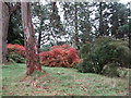 Autumn colours at the Tollymore Park Arboretum 