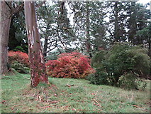 J3432 : Autumn colours at the Tollymore Park Arboretum  by Eric Jones