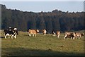 SE9445 : Cattle near South Dalton by Paul Harrop