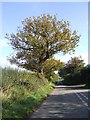 Autumn colour in Whitehouse Lane