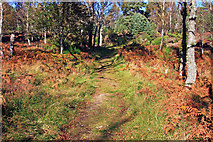 NO4399 : Parkin's Moss trail by Alan Findlay