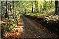 Road through New Wood