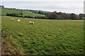 Farmland near Gaerllwyd