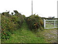 Green lane leading from Drummanmore Road to the Whitewater River