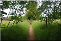 Footpath to Gomshall