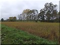 Maize and trees along the line of a ditch